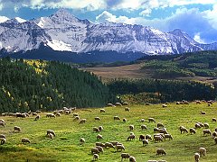 Grazing Sheep, Last Dollar Road, Colorado